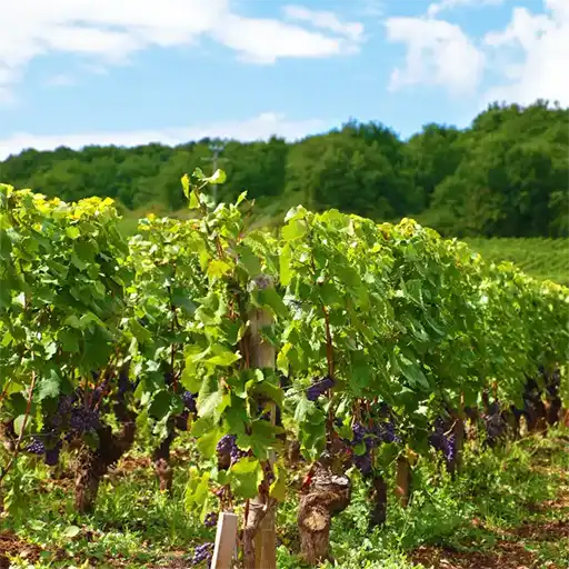 Wein Reben auf einem Feld